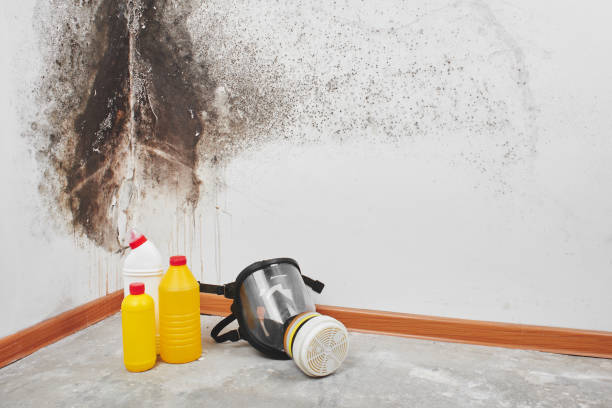 Best White Mold Remediation in Troy, NY