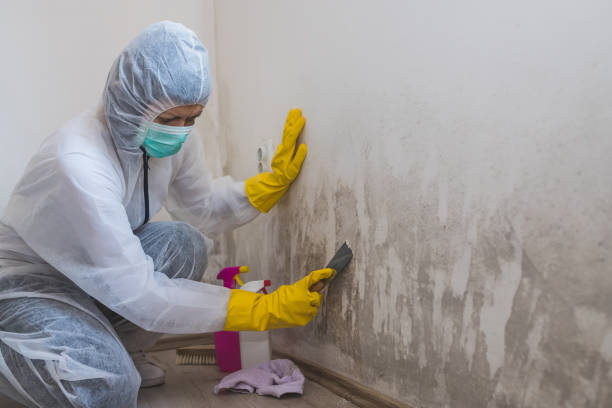 Best Residential Mold Remediation in Troy, NY