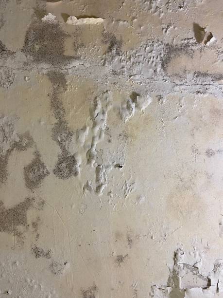 Best Insurance-Related Mold Remediation in Troy, NY